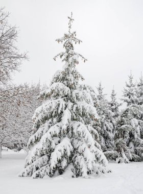 ağaçlarda kar, güzel manzara, Ukrayna, Kiev, 14 Aralık 2018 Kış.