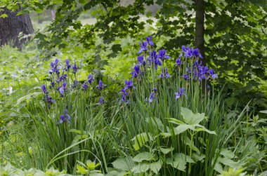 sıcak güneşli bir günde bir parkta vahşi Iris bahar çiçekleri