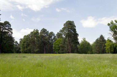 manzara, ağaçlar, çayır çiçekli bitkilerle ve güzel mavi gökyüzü beyaz bulutlar ile