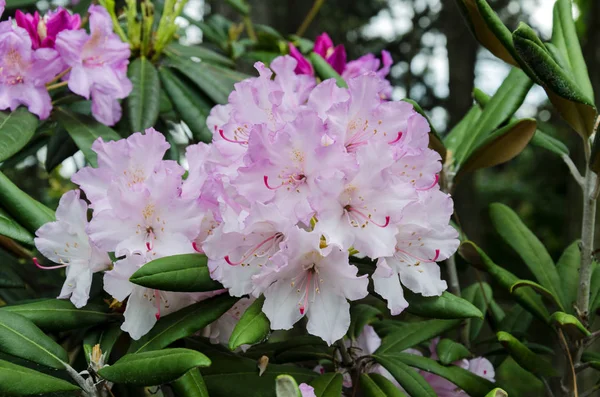 Ormangülü bahar bahçe, portre renkli yaprakları ile güzel parlak çiçekler