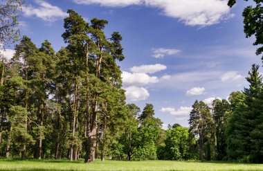 manzara, ağaçlar, çayır çiçekli bitkilerle ve güzel mavi gökyüzü beyaz bulutlar ile