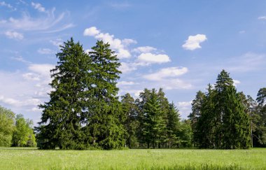 manzara, ağaçlar, çayır çiçekli bitkilerle ve güzel mavi gökyüzü beyaz bulutlar ile