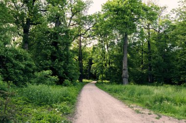 manzara, ağaçlar, çayır çiçekli bitkilerle ve güzel mavi gökyüzü beyaz bulutlar ile