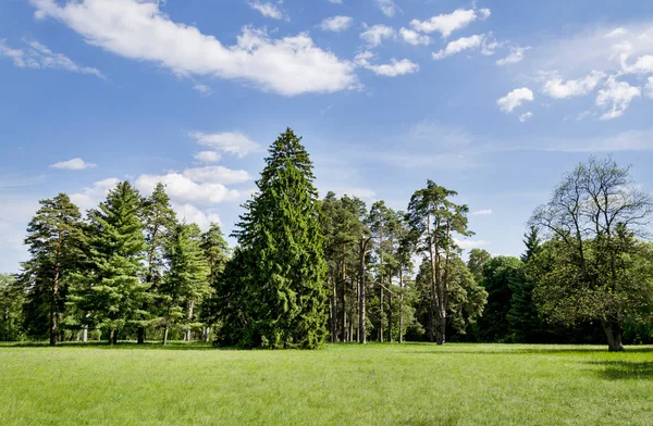 manzara, ağaçlar, çayır çiçekli bitkilerle ve güzel mavi gökyüzü beyaz bulutlar ile