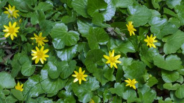 Arka plan yeşil yaprakların üzerinde bahar ormanın içinde güzel parlak sarı çiçek