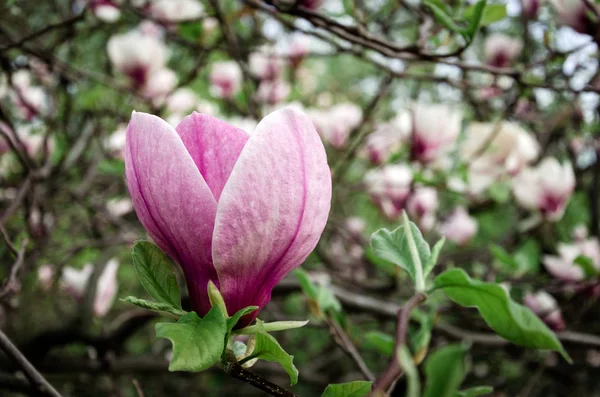 Grote Heldere Geurige Magnolia Bloem Een Achtergrond Van Groene Bladeren — Stockfoto