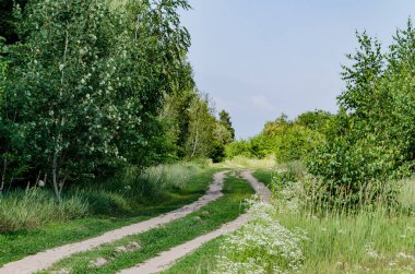 Ormanı na sıcak güneşli bir günde, bir güzel yaz landscap önde gelen ağaçlar arasındaki yol