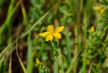 yeşil yaprakları, closeup bir arka plan üzerinde sarı Hypericum çiçek