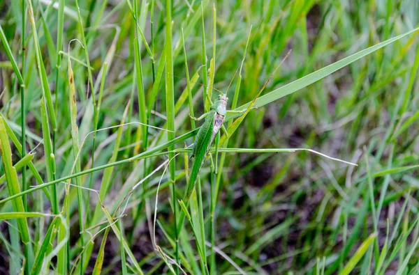 green locust insect sitting in the green grass, closeup