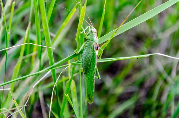 green locust insect sitting in the green grass, closeup