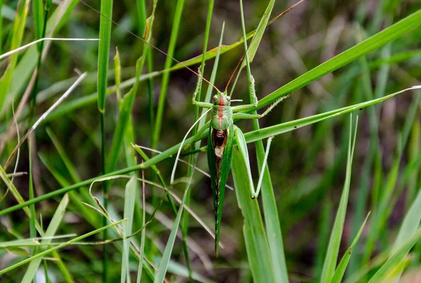 绿色蝗虫昆虫坐在绿草 特写镜头 — 图库照片