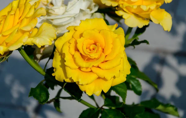 Duftende Gelbe Rosenblüte Mit Grünen Blättern Schöner Sommergarten Nahaufnahme — Stockfoto