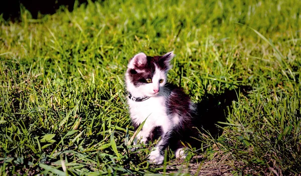 Kitten Met Groene Ogen Zwarte Witte Kleur Zit Zomertuin Het — Stockfoto