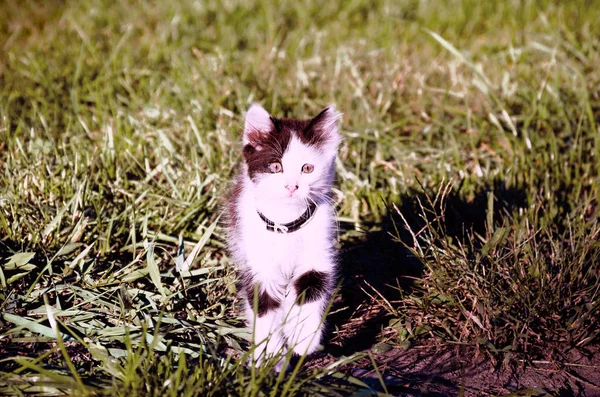 색깔을 고양이 잔디에 정원에서 — 스톡 사진