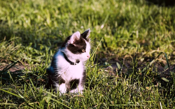 夏の庭緑の草の上に座っている緑目 黒と白の色の子猫 — ストック写真