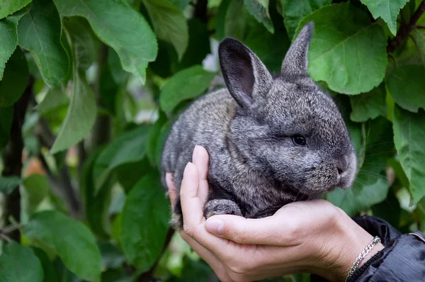 灰色的小兔子在女孩的手中 秋天外面绿色背景 宏观照片 — 图库照片