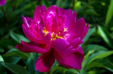 yeşil yaprakları, closeup bir arka plan üzerinde güzel Şakayık çiçeği