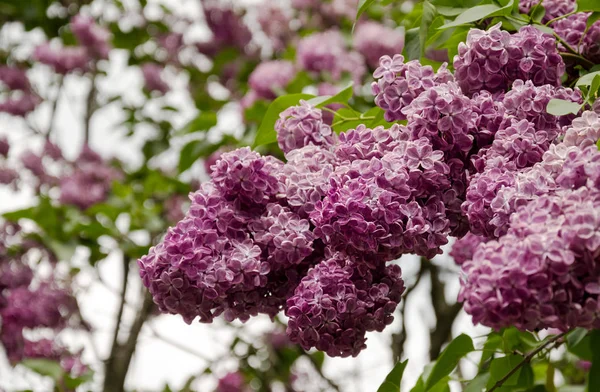 Lila Bloemen Een Tak Van Een Bus Warme Lente Middag — Stockfoto