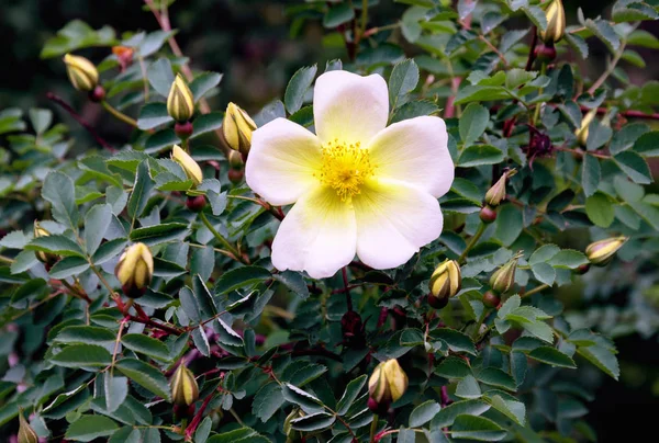 Schöner Rosenzweig Mit Knospen Und Gelben Blüten Auf Dem Hintergrund — Stockfoto