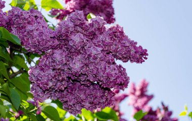 öğleden sonra bush, sıcak bir bahar dalı Eflatun çiçekler yakın çekim