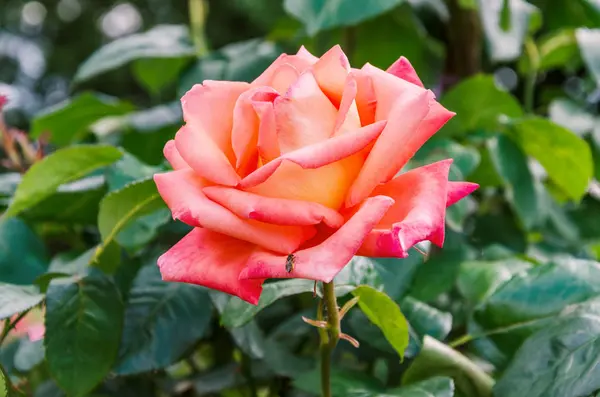 Rosenblüte Mit Grünen Blättern Sommer Garten Nahaufnahme — Stockfoto