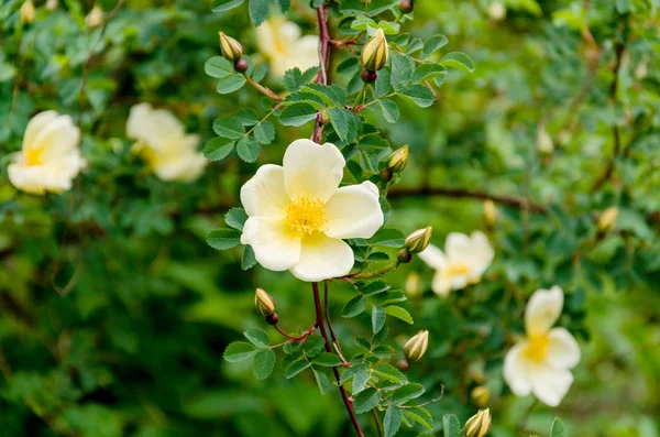 Schöner Rosenzweig Mit Knospen Und Gelben Blüten Auf Dem Hintergrund — Stockfoto