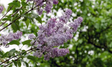 öğleden sonra bush, sıcak bir bahar dalı üzerinde çiçek leylak yakın çekim