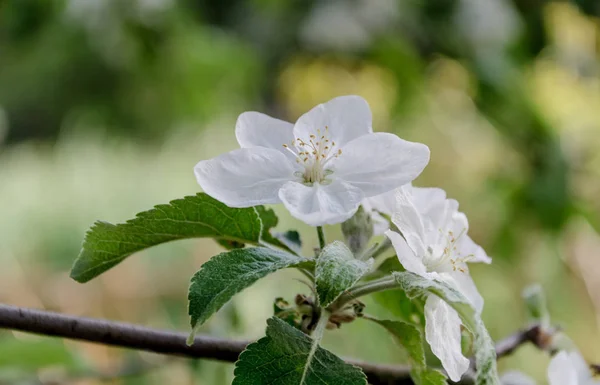 Arbre Fruitier Siècle Fleuri Avec Belles Fleurs Printemps Beau Jardin — Photo