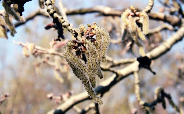 Beautiful Tree Branch Flowering Earrings Sunny Spring Day Blue Sky — Stock Photo, Image