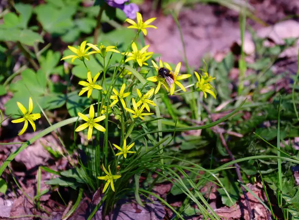 Bumblebee Bright Yellow Perennial Flower Spring Deciduous Forest — Stock Photo, Image