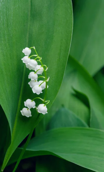 Белый Цветок Лилии Долины Фоне Зеленого Листка — стоковое фото