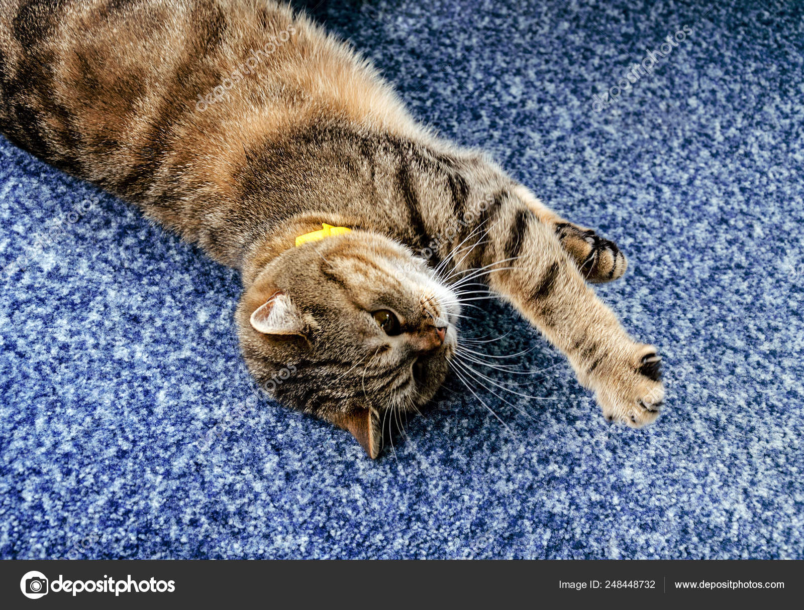 Beau Chat Moelleux Image Libre De Droit Par Victoria2305 C