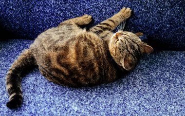 Güzel kabarık kedi