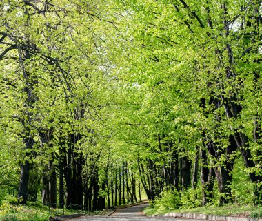 yol parkta ağaç ve yeşil çimen