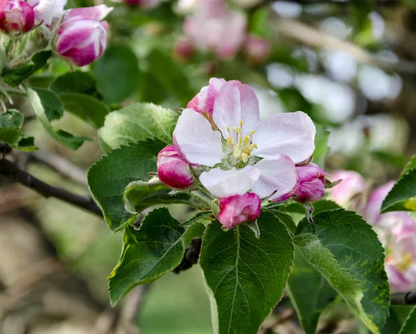 Branche de pommier fleurie avec des fleurs roses dans le jardin — Photo