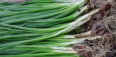 soğan taze yeşil doğal