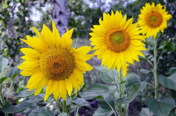 Gul blomma av en solros med kronblad och ståndare — Stockfoto