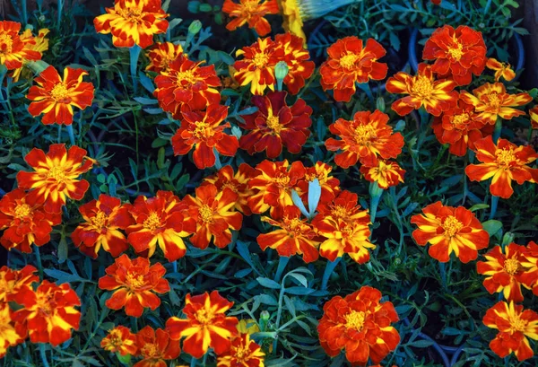 Gyönyörű virágok körömvirág — Stock Fotó