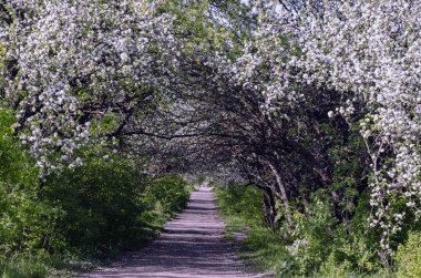 elma çiçekli dalları ile kemer