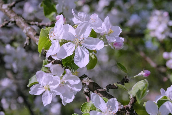 Branche de pommier fleurie avec des fleurs blanches — Photo