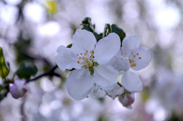 Rama de manzano floreciente con flores blancas — Foto de Stock