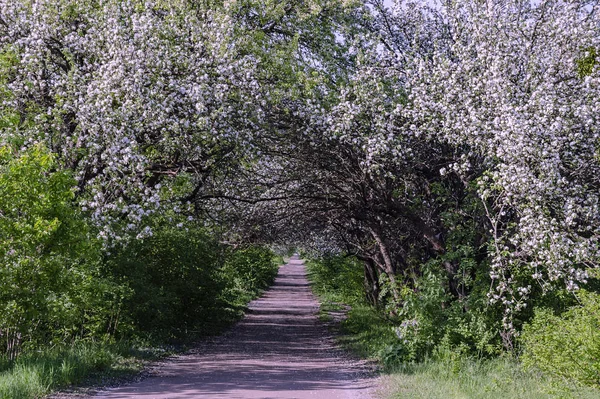 Арка з квітковими гілками яблука — стокове фото