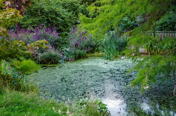 Lago en el parque rodeado de hierba y árboles — Foto de Stock