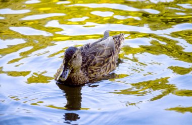Vahşi ördekler gölde yüzer.