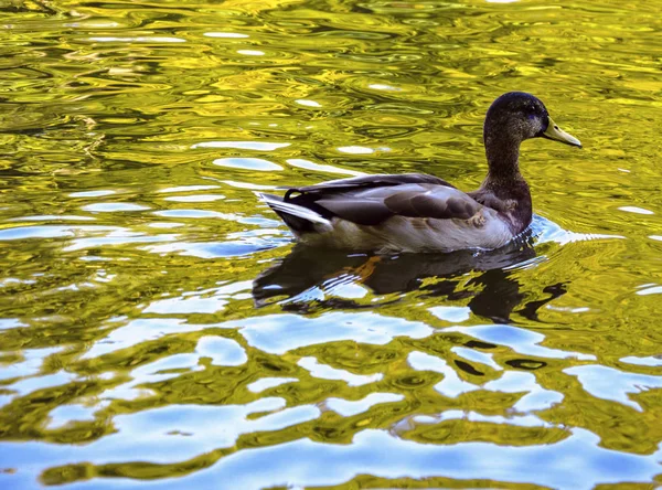wild ducks swim in the lake