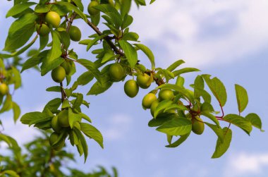 mavi gökyüzünde yaprakları ile bir ağaç dalı üzerinde Erik meyveler