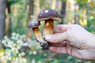 mantar, beyaz yenilebilir el