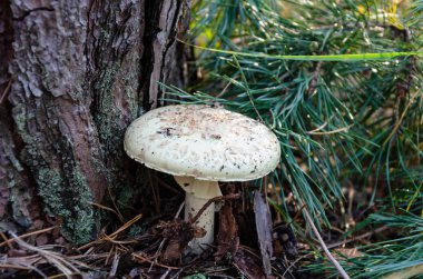 Beyaz kap ile mantar şemsiyesi