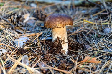 Yenilebilir beyaz mantar sonbaharda büyür 