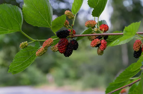 Mulberry frukter på en trädgren med löv — Stockfoto